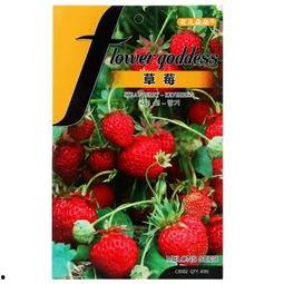 草莓朵朵吃瓜,草莓朵朵的甜蜜瓜界冒险