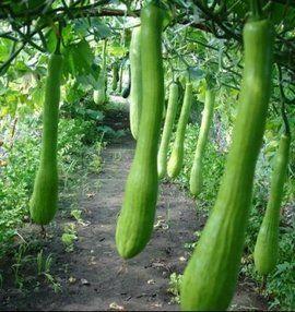 杨桥村吃瓜,瓜香四溢，品味乡村田园生活