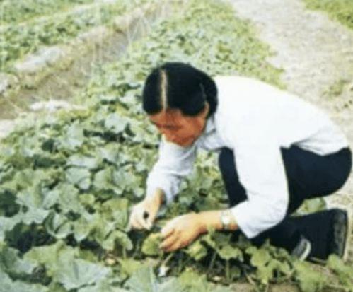 袁隆平同学吃瓜群众