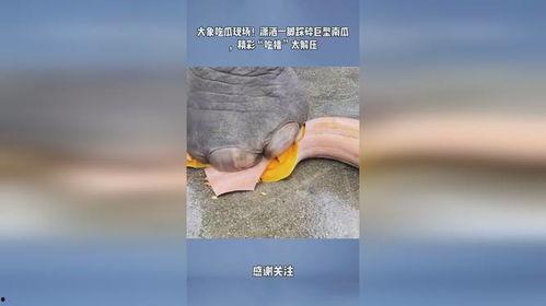 大象吃瓜现场视频,萌态百出，趣味横生