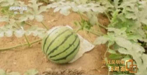 几块吃瓜,揭秘几块吃瓜背后的故事与奥秘