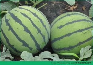 立秋之后吃瓜好吗,传统习俗与健康考量