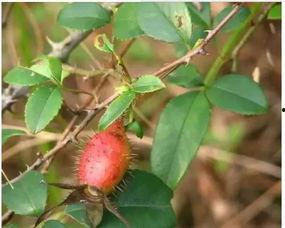 吃瓜拉纳果实怎么吃