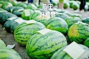 成武吃瓜比赛视频,一场视觉与味觉的双重盛宴