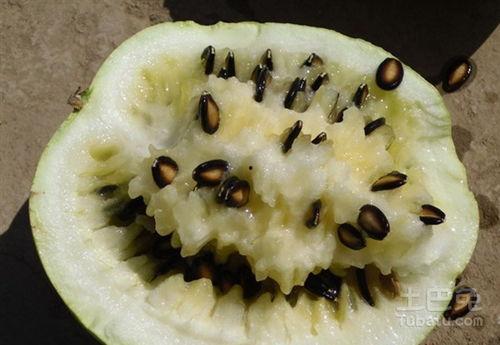 吃炒籽瓜的危害,健康饮食需谨慎