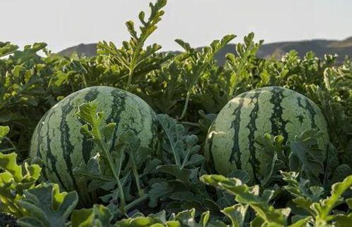网红吃瓜甘肃,探寻美食与文化的独特魅力
