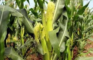 钟祥吃瓜墙,揭秘当地热门话题与民间趣事