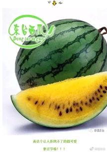 开甜吃瓜,揭秘甜蜜背后的秘密