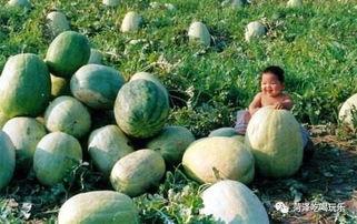 山东吃瓜天台,夏日消暑新风尚