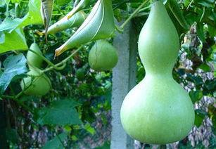 蒲瓜要削皮吃吗,削皮还是保留？