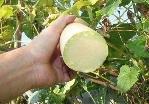 砍瓜咋做菜吃,创意烹饪，尽享美味