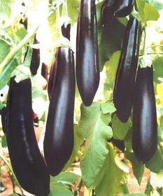 吃茄瓜舌头疼,揭秘饮食与健康的微妙关系