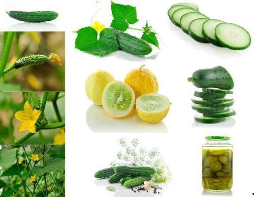 吃瓜日常全集免费