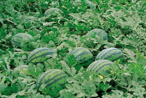 苏北吃瓜视频大全,视频大全带你领略地方美食风情