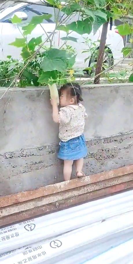 带孩子偷瓜吃