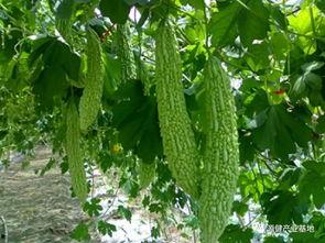 吃瓜就咳嗽,揭秘瓜果与呼吸道健康的微妙关系