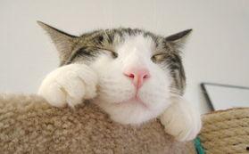 只吃呱呱不吃瓜,探寻独特饮食文化中的呱呱美食传奇