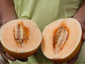 超吃瓜,超吃瓜背后的真相与内幕