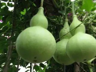 人吃三瓜是哪三瓜