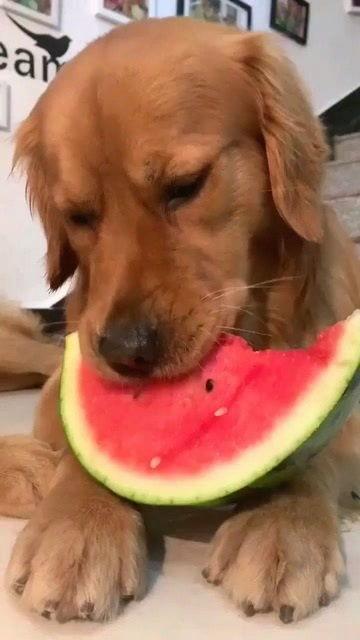 金毛吃瓜图片,萌态十足引网友热议