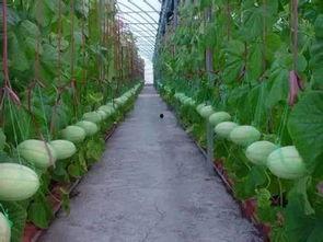 靠吃瓜盈利,揭秘吃瓜背后的盈利之道