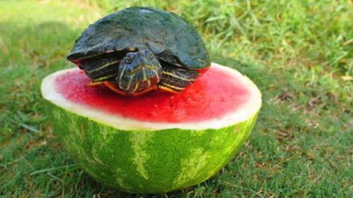 乌龟吃瓜么,揭秘它们是否吃瓜