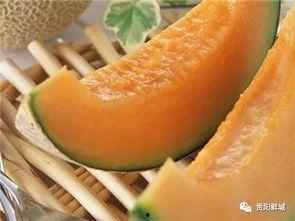 哈密瓜吃瓜哥,揭秘瓜界传奇的甜蜜奥秘