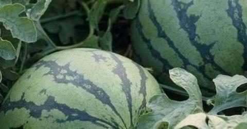 买米吃瓜,揭秘日常生活中的智慧消费之道