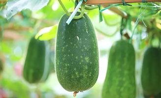 吃大瓜啦,吃大瓜啦，明星幕后故事大公开