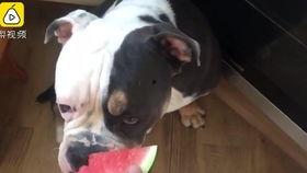 狗狗吃烧瓜吗,狗狗能否享用美味的烧瓜佳肴？